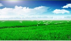 阿克蘇嘉*肥業(yè)有限公司網站建設基本流程